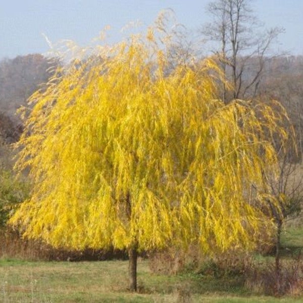 Cuttings Niobe Golden Weeping Willow Tree Fast Growing Trees No Roots