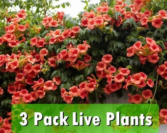 THREE (3) Trumpet Vine Flower Live Plant STARTER PLANTS in small pot 2.5" x 4" inch plants in pots