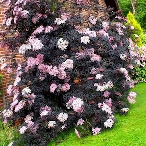 BLACK LACE Sambucus Live Fast Growing Tree Shrub Plant Spring Shipping Now Rare image 1