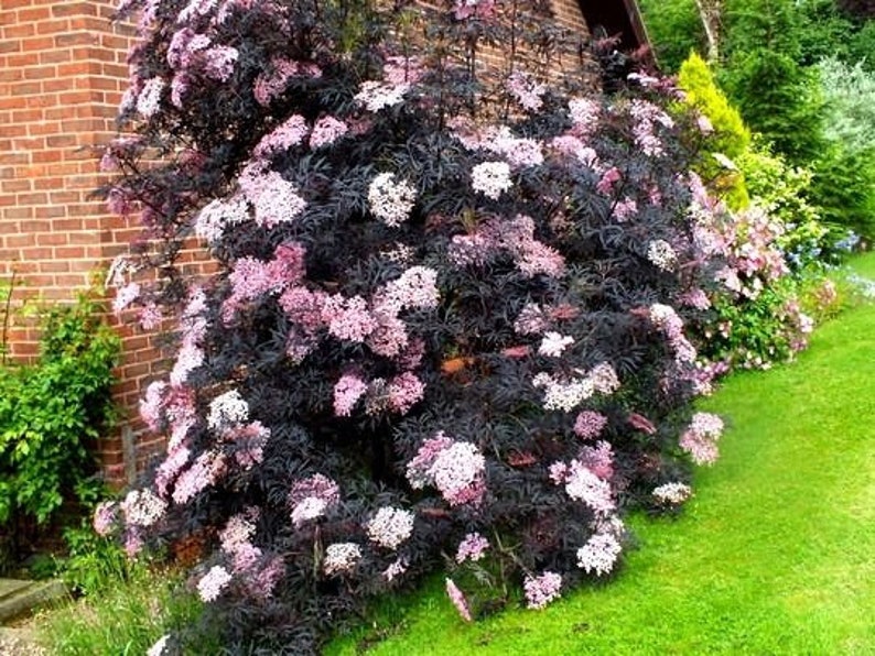 BLACK LACE Sambucus Live Fast Growing Tree Shrub Plant Spring Shipping Now Rare image 1