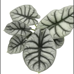 May include: A close-up of a silver-green plant with large, veined leaves. The leaves are arranged in a cluster, with the largest leaf in the center.