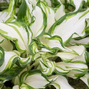 Hosta Mediovariegata Small Starter Live Plant Perennial starter root bulb rhizome White Center with Lime Green Streaks (dormant after Nov 1)