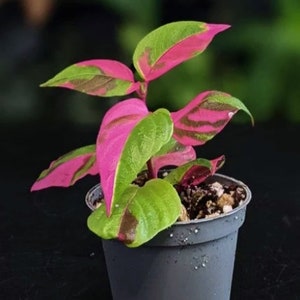 Rare Pink Variegated Alternanthera Party Time Plant Live in Pot Perfect Gift House Plant ppp Low Light Indoor Plants