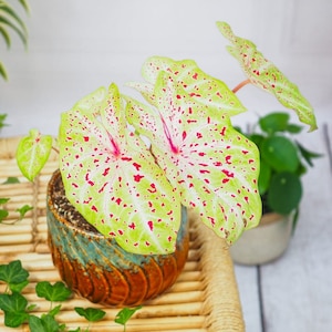 Miss Muffett Caladium Plant Houseplants Live Plants House Plant Bulbs 2.5" x 4" Inch Pot Pink Small Starter Fast Growing Plants Variegated