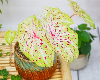 Miss Muffett Caladium Plant Houseplants Live Plants House Plant Bulbs 2.5" x 4" Inch Pot Pink Small Starter Fast Growing Plants Variegated