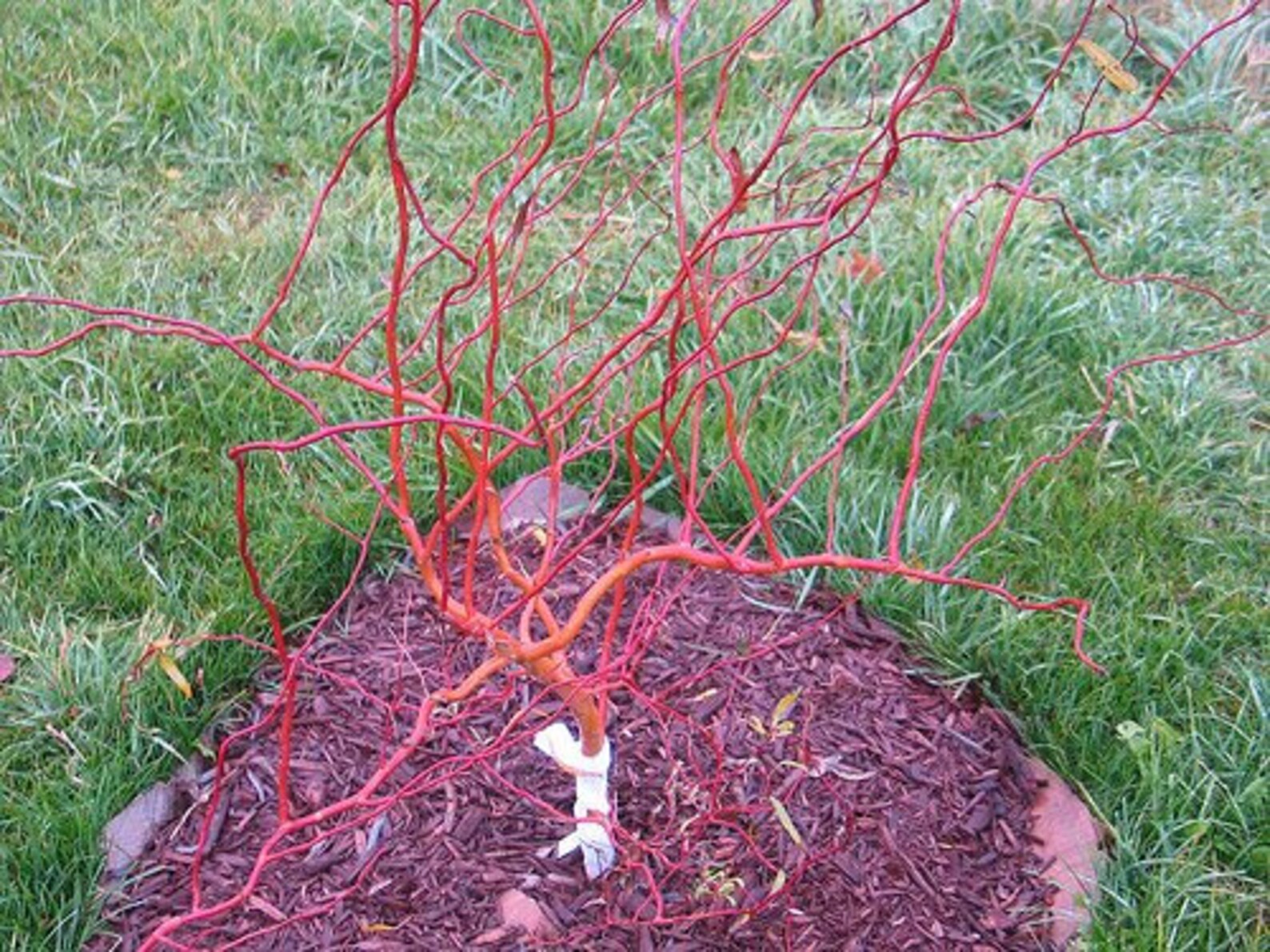 Scarlet Red Curly Willow Tree Live Plants Rare gardening and Etsy