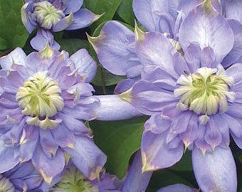 LAST STOCK of YEAR - Clematis Blue Light Vine