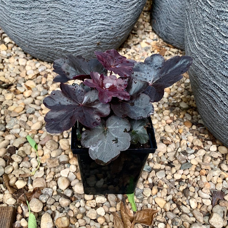 Obsidian Black Plants Heuchera with Flowers Perennial Live Plant Summer Spring Flower FULL Sun Coral Bells image 2