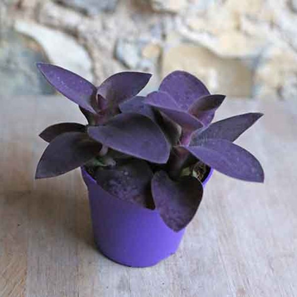Purple Heart Tradescantia Houseplants Live indoor 2.5" x 4" inch Pot Fast Growing Plants Wandering Jew Home Decor Gift