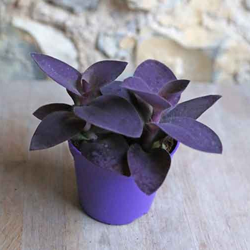 thumbnail image 2 of 24 Purple Heart Wandering Jew Cuttings (Tradescantia Zebrina) - Fast Growing, Ready To Root 2 of 6