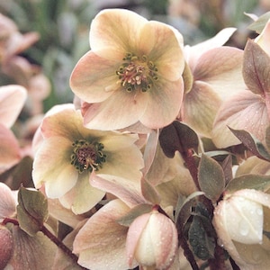May include: Close-up of several pale pink and cream-colored Hellebore flowers. The flowers have a delicate, layered petal structure with a central cluster of stamens. The leaves are a muted green and brown, with water droplets.