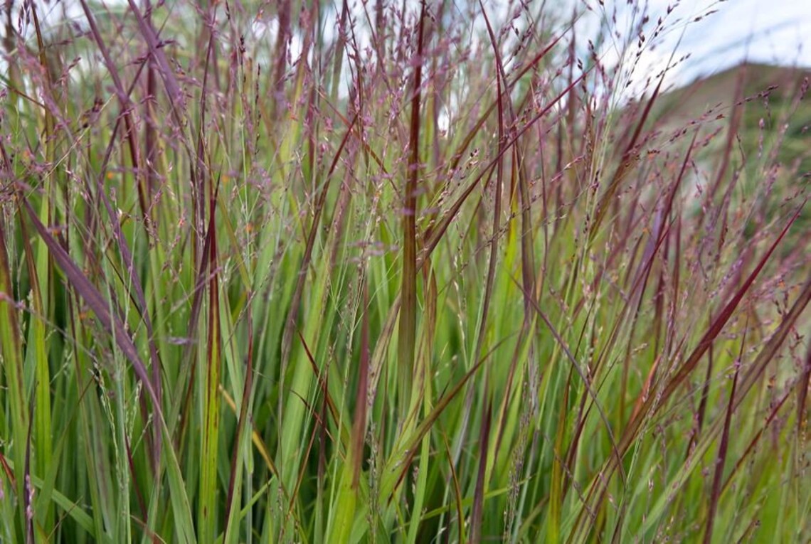 RED Switch Grass Tall Grows 4' Feet Perennial Ornamental 1 Etsy