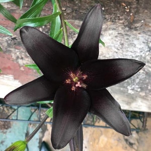Landini Asiatic Lily Live Plant Potted Bulbs Perennial Flowers Live Plant Rare