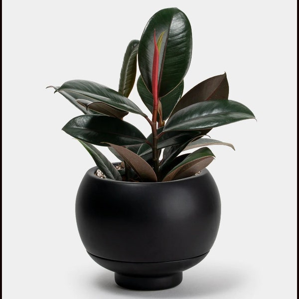 Black Rubber Tree Ficus elastica Burgundy Fast Growing Trees - House Plants