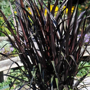 Black Princess Grass Caroline Pennisetum Perennial Ornamental 1 Live Plant Clumping