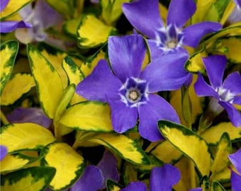 ILLUMINATION Vinca Variegated Creeping Myrtle Periwinkle Ground Cover Pack Vinca Minor Live Rare Plants