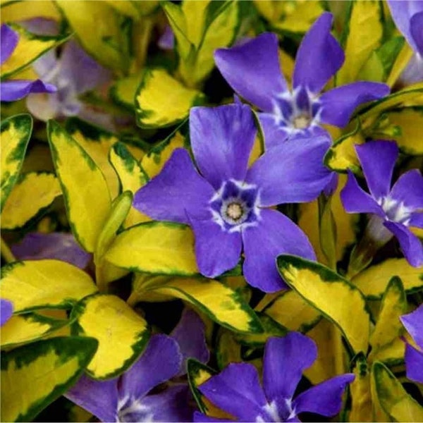 ILLUMINATION Vinca Variegated Creeping Myrtle Periwinkle Ground Cover Pack Vinca Minor Live Rare Plants