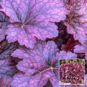 Timeless PALACE PURPLE Heuchera with Flowers Perennial Live Plant Summer Spring Flower FULL Sun Coral Bells