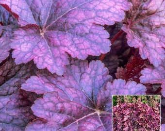 Timeless PALACE PURPLE Heuchera with Flowers Perennial Live Plant Summer Spring Flower FULL Sun Coral Bells