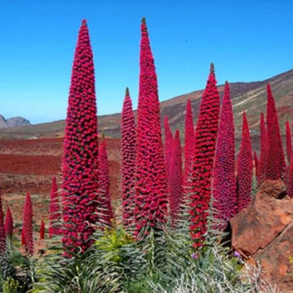 RED Tower of Jewels Echium wildprettii LIVE PLANTS - Rare and Hard To Find