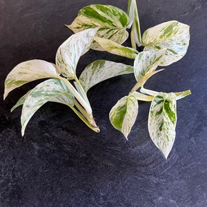Marble Queen Pothos Plant Cuttings Variegated Plant RARE House plants Easy Rooting Propagation Clippings Houseplants LIVE