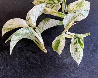 Marble Queen Pothos Plant Cuttings Variegated Plant RARE House plants Easy Rooting Propagation Clippings Houseplants LIVE