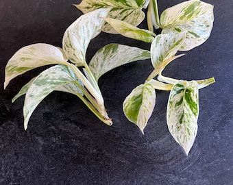 Marble Queen Pothos Boutures Plante panachée RARE Plantes d'intérieur Enracinement facile Multiplication de coupures Plantes d'intérieur LIVE