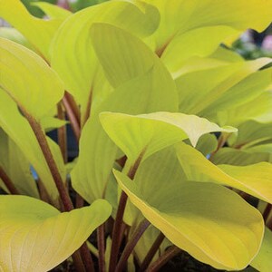 May include: Close-up of a hosta plant with bright yellow leaves and reddish-purple stems.