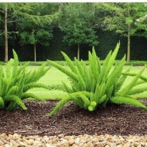 Foxtail Fern Plant Live in Pot Random Variegated Leaf Perfect Gift House Plant ppp Low Light Indoor Plants