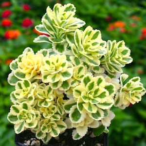 Sedum Atlantis Variegated Live Plants 2.5" x 4" inch potted house plants ground cover hardy Succulents