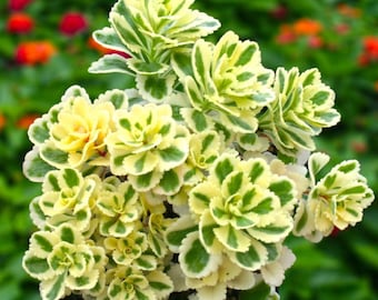 SPRING SALE - Sedum Atlantis Variegated Live Plants 2.5" x 4" inch potted house plants ground cover hardy Succulents