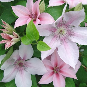 May include: Pink and white clematis flowers blooming on a green vine. The flowers have delicate petals and a light pink center.