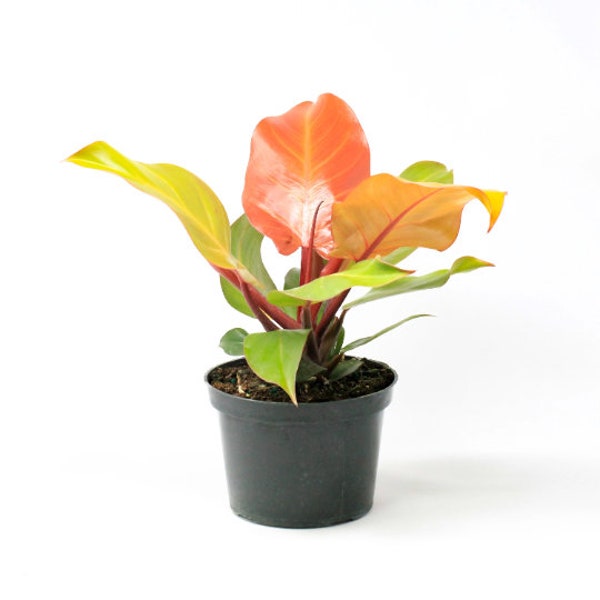 Prince Of Orange Philodendron Multi-Colored Leaves Contrasting House Plants 2.5 x 4" inch Potted Houseplants