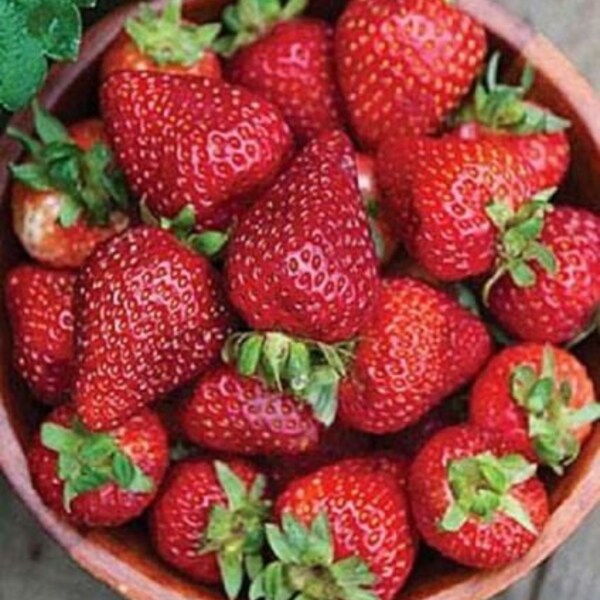 Live ORGANIC STRAWBERRY plants Everbearing Strawberries - STRAWBERRY plants - 1" bare root - grown in U.S.A.