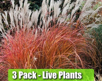 THREE (3) FIRE DRAGON Grass sinensis Perennial Ornamental 1 Live Plant Clumping Fast Growing Plants