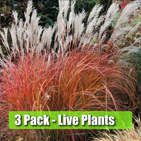 THREE (3) FIRE DRAGON Grass sinensis Perennial Ornamental 1 Live Plant Clumping Fast Growing Plants