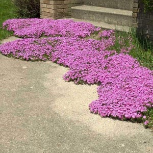May include: A close-up of a large patch of pink flowers growing along a concrete walkway. The flowers are in full bloom and create a vibrant display of color.