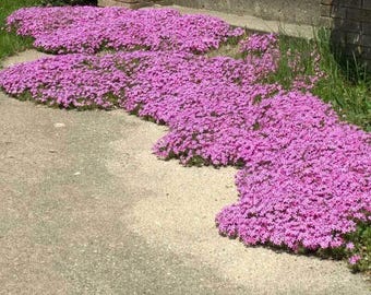 ÚLTIMAS UNIDADES - Paquete de 5 - Phlox rastrero rosa de Drummond, flores blancas, color bígaro, planta tapizante.