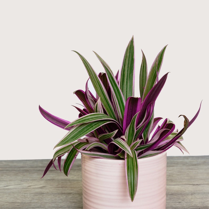 Tradescantia Spathacea Rhoeo Tricolor Houseplants Live Plant in Pot indoor small starter USA Seller RARE Fast Growing Plants for Home Decor image 3