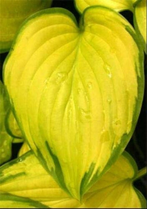 Hosta Stained Glass Full Sun Live Plant Perennial Starter Root Etsy