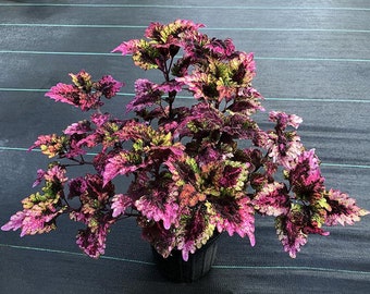 Florida Sun Rose Coleus Houseplants Live in Pot indoor 2.5" x 4" Starter Plants Rare Fast Growing Plants Modern Home Decor Gift