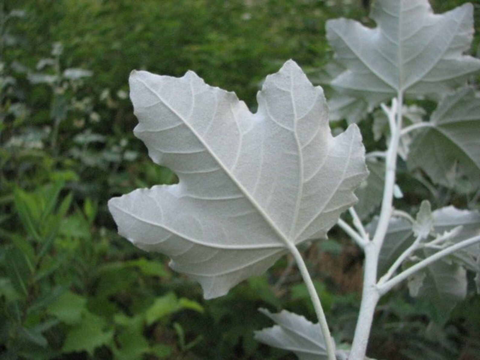 White Silver Poplar Tree 1 Live Plant Great Year Round Color Etsy