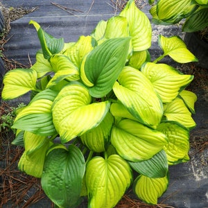May include: A vibrant hosta plant with large, heart-shaped leaves. The leaves display a striking contrast of colors, with a bright yellow-green edge and a deep green center. The plant is lush and full, showcasing a natural, organic form.