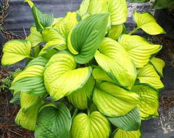 Stained Glass Hosta