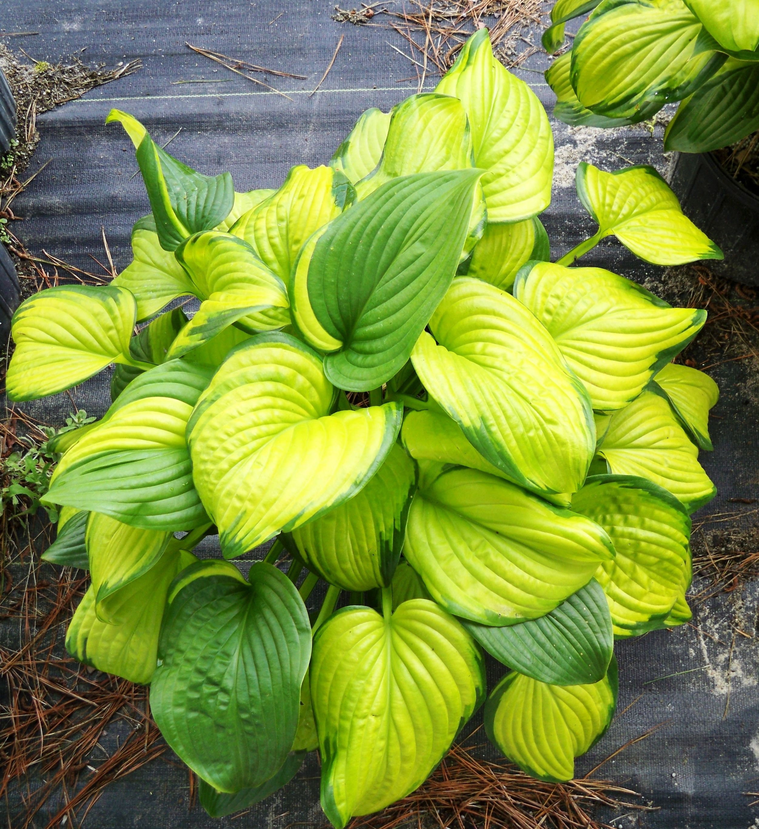 Hosta Stained Glass Full Sun Live Plant Perennial Starter Root Etsy