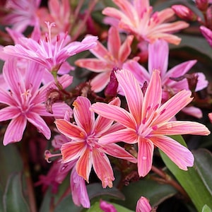 Little Plum Lewisia Live Plant Flowers Perennial zone 4-9 USA Seller Rock Gardens