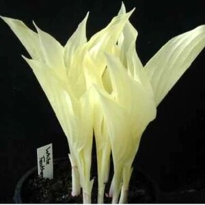 Hosta WHITE FEATHER Live Plant Perennial starter root bulb rhizome emerges pure white in Spring Shipping image 3
