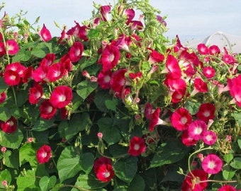 Scarlet O'Hara Red Morning Glory Vine Live Plants Flowers House Plant Climbing