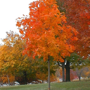 Orange Sugar Maple Tree Live Plant 4-8 inch Seedling Fast Growing Trees