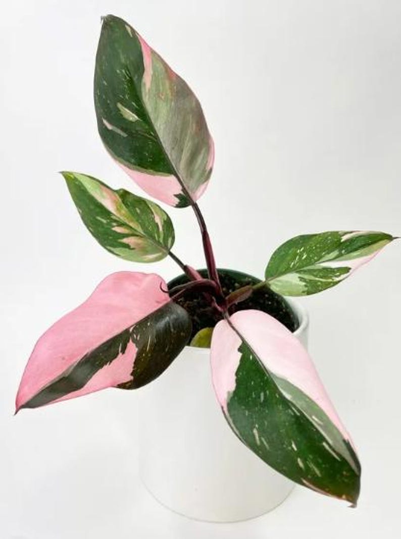 SPRING SALE - Ppp Pink Princess Philodendron Pink Plant Plants Live ...